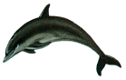 Dolphin