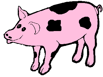 Pig